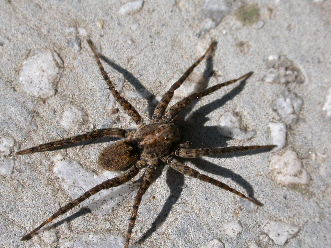 Kurt Örümceği - Lycosidae